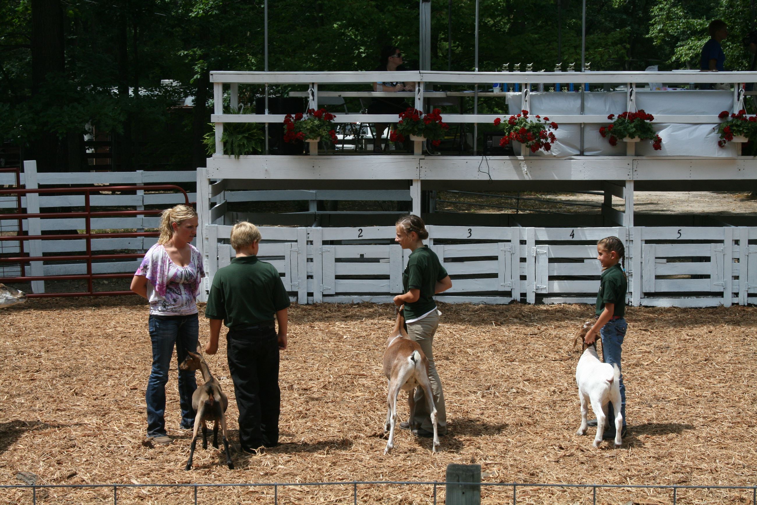 You competing in goat show